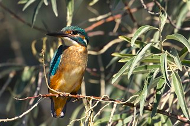 Foto: Mircea Verghelet/Pescăraș Foto: Mircea Verghelet/Pescăraș