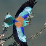 Dumbraveancă în zbor/https://flightforsurvival.org/birds/european-roller