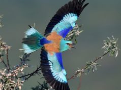 ”Cele trei grații” (2) Dumbraveancă în zbor/https://flightforsurvival.org/birds/european-roller