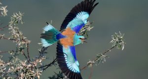 ”Cele trei grații” (2) Dumbraveancă în zbor/https://flightforsurvival.org/birds/european-roller