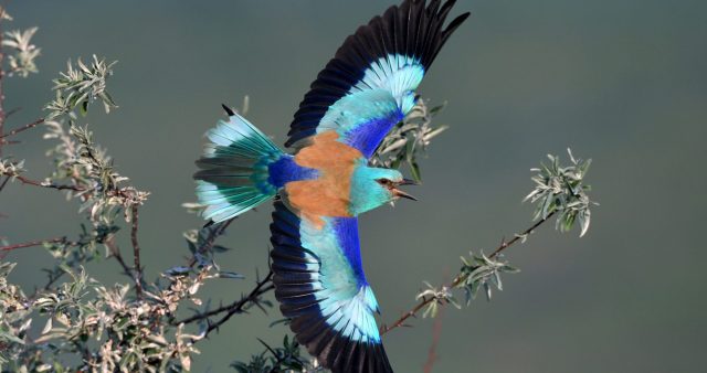 Dumbraveancă în zbor/https://flightforsurvival.org/birds/european-roller