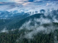 «Rățoiul înlănțuit» nu vede pădurea din cauza arborilor Gheorghe Popa /Peisaj forestier