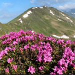 Sursa:Facebook Romsilva/Parcul Național Munții Rodnei/Rododendron înflorit