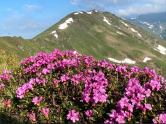 Sus, sus, la munte… Sursa:Facebook Romsilva/Parcul Național Munții Rodnei/Rododendron înflorit