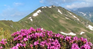 Sus, sus, la munte… Sursa:Facebook Romsilva/Parcul Național Munții Rodnei/Rododendron înflorit