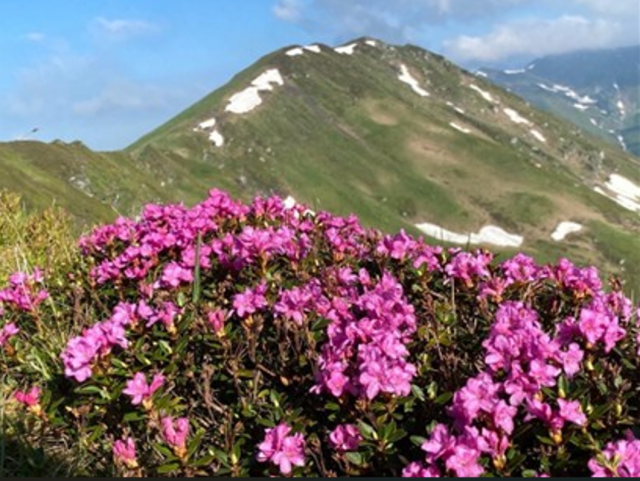 Sursa:Facebook Romsilva/Parcul Național Munții Rodnei/Rododendron înflorit