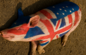 Cele mai stranii conflagrații: ”Războiul Porcului” (1) Războiul Porcului anglo-american