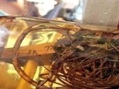 Țuica schinduc, încă una și mă duc! Schinduc la hodină