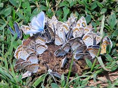 Florin Mitroi s-a adăpat la izvorul de înțelepciune al PSD Foto: Dan Mihăescu