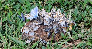 Florin Mitroi s-a adăpat la izvorul de înțelepciune al PSD Foto: Dan Mihăescu