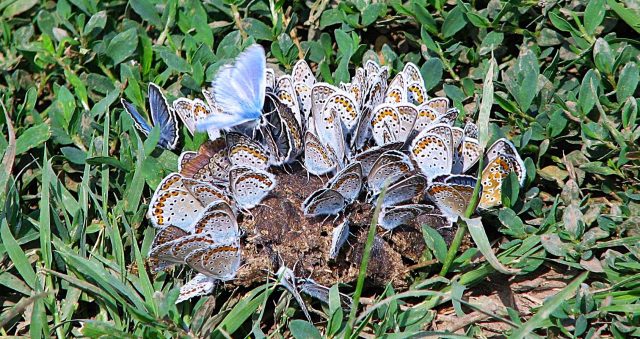 Foto: Dan Mihăescu Foto: Dan Mihăescu