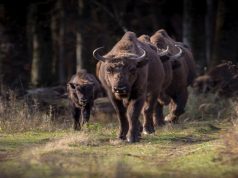 Zimbrul, un simbol Foto: Felicia Aron/ Parcul Natural Vânători Neamț/ Familie de zimbri în libertate