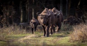 Zimbrul, un simbol Foto: Felicia Aron/ Parcul Natural Vânători Neamț/ Familie de zimbri în libertate