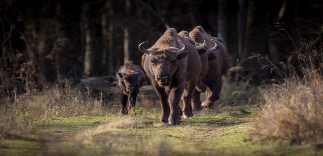 Foto: Felicia Aron/ Parcul Natural Vânători Neamț/ Familie de zimbri în libertate