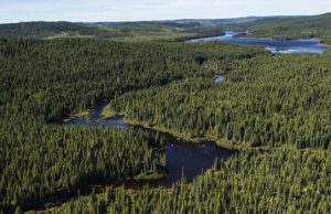 Se sparie gândul… Masiv forestier boreal/wallpaperaccess.com/boreal-forest