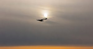 Nedreptatea tăcerii Foto: Dan Mihăescu