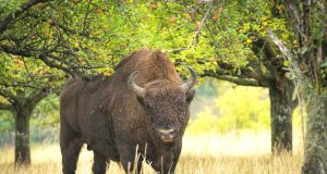 Cum mi-a fost evocată anul ăsta Ziua Mondială a Apei Foto: Gheorghe Popa / Mascul de zimbru în libertate