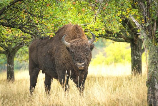 Cum mi-a fost evocată anul ăsta Ziua Mondială a Apei Foto: Gheorghe Popa / Mascul de zimbru în libertate