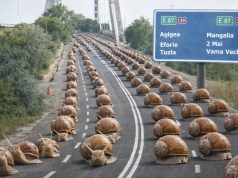 „Alternativa Techirghiol” scurtătura celor 30 de kilometri de amânări Imagine decorativă realizată cu IA