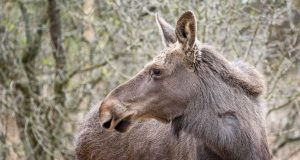 Plotunul a revenit într-o pădure din România Foto: Gheorghe Popa/ Una dintre cele trei mușchetărițe de la Vânători Neamț