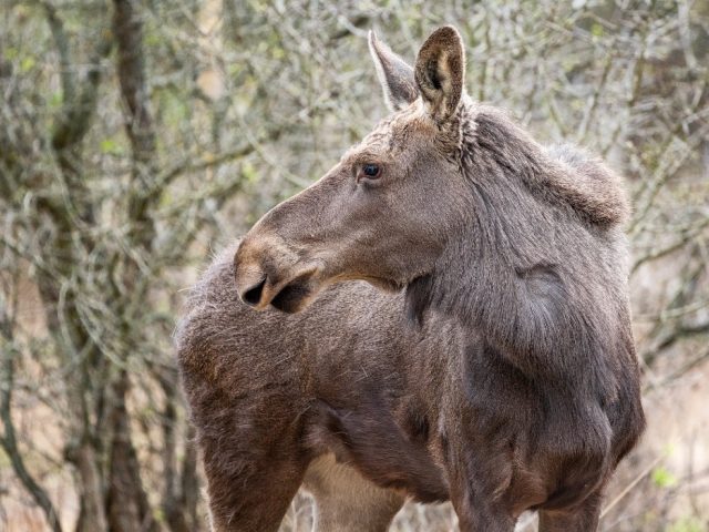 Foto: Gheorghe Popa/ Una dintre cele trei mușchetărițe de la Vânători Neamț