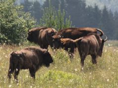 Avem nevoie de zimbri în libertate? Arhiva APNVNT: Zimbri în libertate, Parcul Natural Vânători Neamț