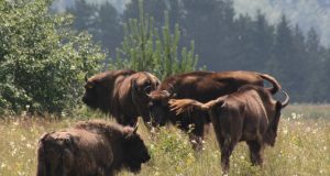 Avem nevoie de zimbri în libertate? Arhiva APNVNT: Zimbri în libertate, Parcul Natural Vânători Neamț