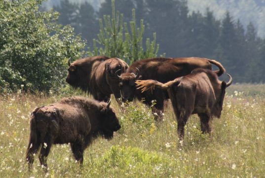 Avem nevoie de zimbri în libertate? Arhiva APNVNT: Zimbri în libertate, Parcul Natural Vânători Neamț