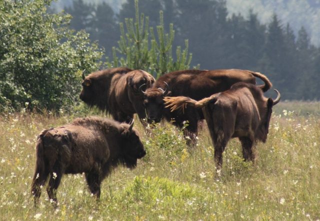 Arhiva APNVNT: Zimbri în libertate, Parcul Natural Vânători Neamț