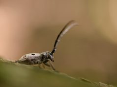 Ziua Pământului 2026, la radio Foto: Dan Dinu/ Croitor cenușiu