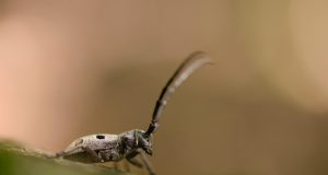 Ziua Pământului 2026, la radio Foto: Dan Dinu/ Croitor cenușiu