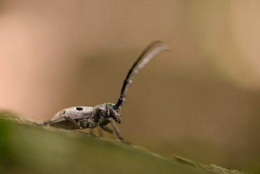 Ziua Pământului 2026, la radio Foto: Dan Dinu/ Croitor cenușiu