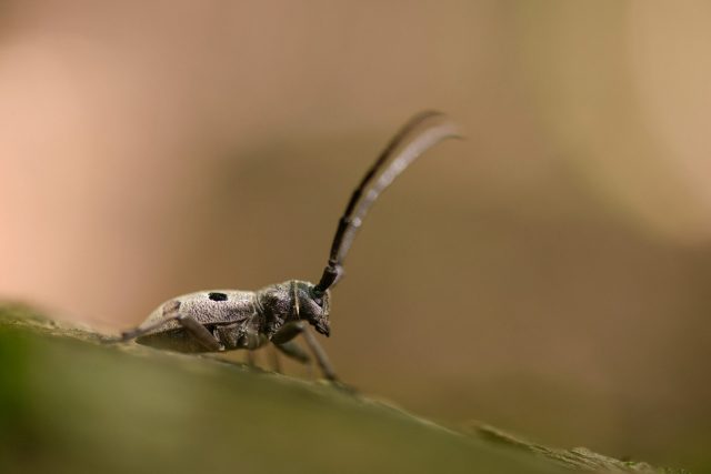 Foto: Dan Dinu/ Croitor cenușiu