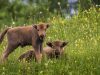 Parcul Natural Vânători Neamț în Zodia Gemenilor 2026! Foto: Dan Dian Bălan/Gemenii la iarbă verde!