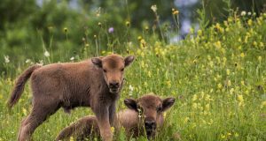 Parcul Natural Vânători Neamț în Zodia Gemenilor 2026! Foto: Dan Dian Bălan/Gemenii la iarbă verde!