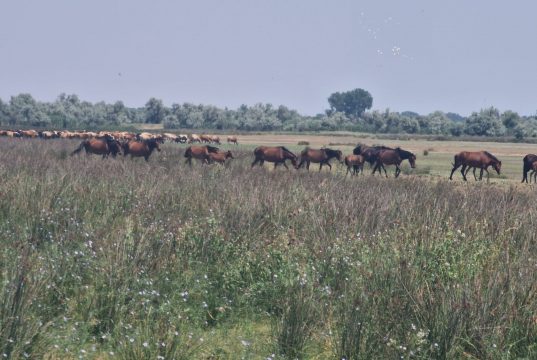 Am fost la LETEA. Am fost la Paul Sîrbu