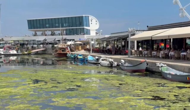 1784304734-invazie-alge-tomis