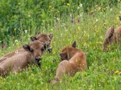 “Steaua fără nume” din Parcul Natural Vânători Neamț, ediția a XIV-a Foto: George Dian Bălan/Creșa zimbrișorilor în Parcul Natural Vânători Neamț