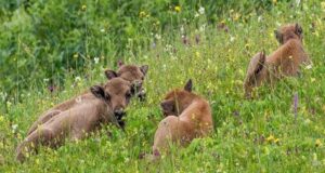 “Steaua fără nume” din Parcul Natural Vânători Neamț, ediția a XIV-a Foto: George Dian Bălan/Creșa zimbrișorilor în Parcul Natural Vânători Neamț