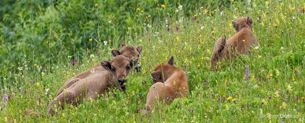 Foto: George Dian Bălan/Creșa zimbrișorilor în Parcul Natural Vânători Neamț Foto: George Dian Bălan/Creșa zimbrișorilor în Parcul Natural Vânători Neamț
