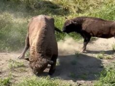 Ziua Zimbrului 2026 Foto: Arhiva APNVNT/ Zimbri în libertate, Parcul Natural Vânători Neamț