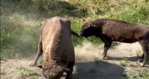 Ziua Zimbrului 2026 Foto: Arhiva APNVNT/ Zimbri în libertate, Parcul Natural Vânători Neamț