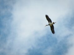 Păsările din Parcul Natural Vânători-Neamț Barza neagră, specie întâlnită în Parcul Natural Vânători Neamț (foto Dan Dinu)