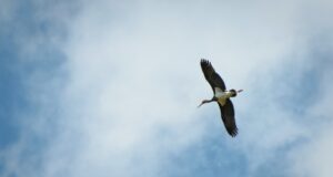 Păsările din Parcul Natural Vânători-Neamț Barza neagră, specie întâlnită în Parcul Natural Vânători Neamț (foto Dan Dinu)