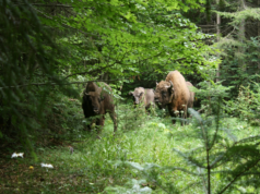 Unde iarbă nu e…foc nu e! Sursa: Arhiva APNVNT/Zimbri în libertate, Parcul Natural Vânători Neamț
