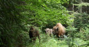 Unde iarbă nu e…foc nu e! Sursa: Arhiva APNVNT/Zimbri în libertate, Parcul Natural Vânători Neamț