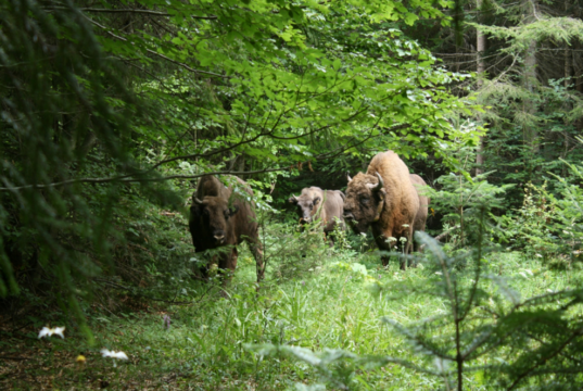 Unde iarbă nu e…foc nu e! Sursa: Arhiva APNVNT/Zimbri în libertate, Parcul Natural Vânători Neamț