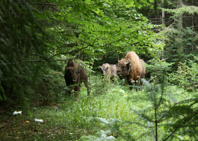 Sursa: Arhiva APNVNT/Zimbri în libertate, Parcul Natural Vânători Neamț Sursa: Arhiva APNVNT/Zimbri în libertate, Parcul Natural Vânători Neamț