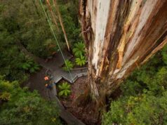 EUcaliptul, rădăcini australiene, dileme europene Centurion, cel mai înalt eucalipt din lume, Tasmania/www.australiangeographic.com.au/news