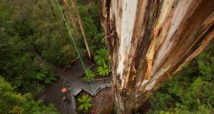 EUcaliptul, rădăcini australiene, dileme europene Centurion, cel mai înalt eucalipt din lume, Tasmania/www.australiangeographic.com.au/news